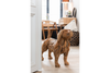 Decorative Sculpture Dog Pieces Teak Wood Natural 70cm