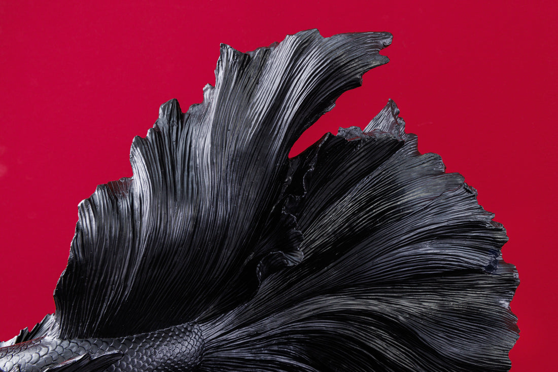 Decorative Figure Fighting Fish Crowntail 60cm Black Betta Fish