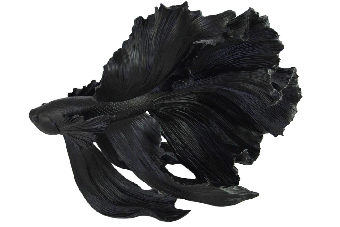 Decorative Figure Fighting Fish Crowntail 60cm Black Betta Fish