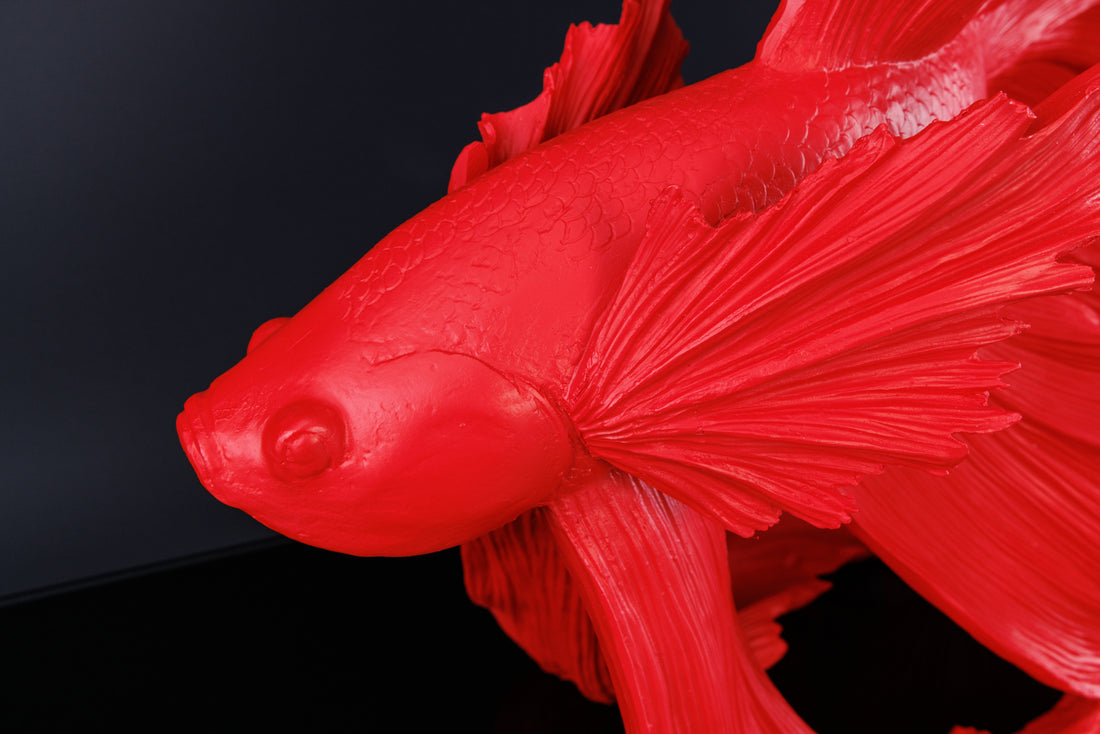 Decorative Figure Fighting Fish Crowntail 60cm Red Betta Fish