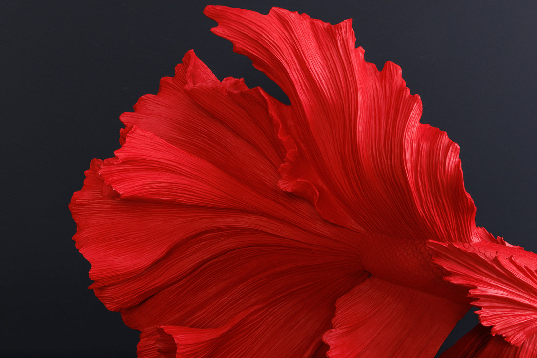 Decorative Figure Fighting Fish Crowntail 60cm Red Betta Fish